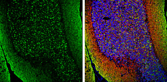 pan Synuclein Antibody in Immunohistochemistry (Frozen) (IHC (F))