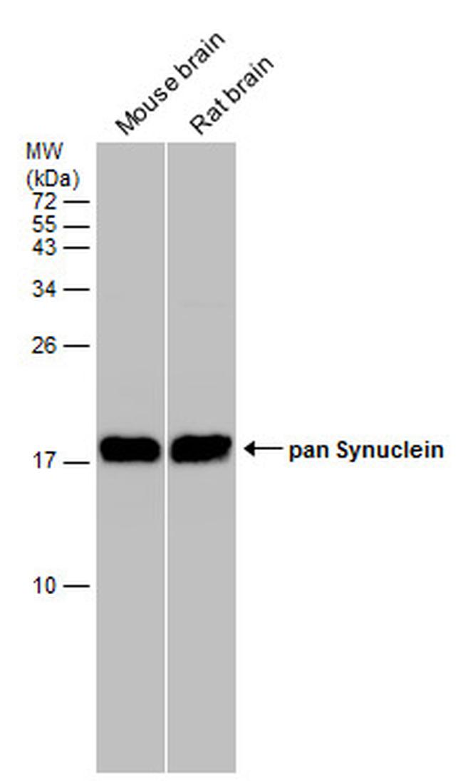 pan Synuclein Antibody in Western Blot (WB)