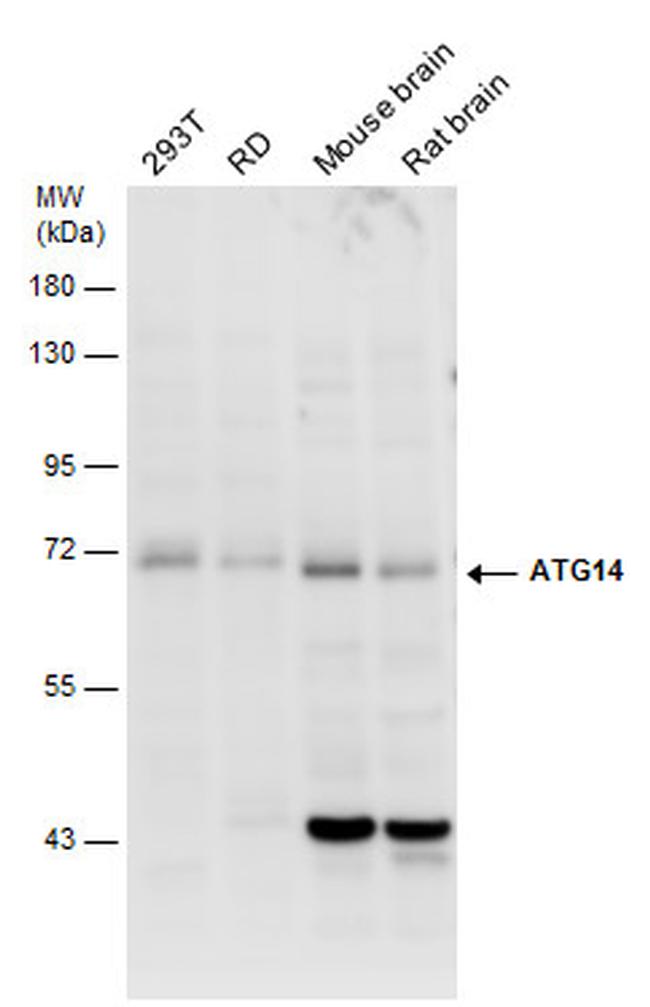 ATG14 Antibody in Western Blot (WB)