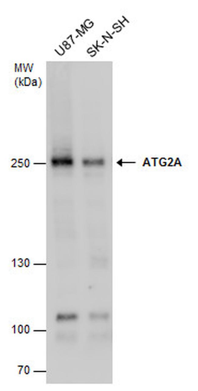 ATG2A Antibody in Western Blot (WB)