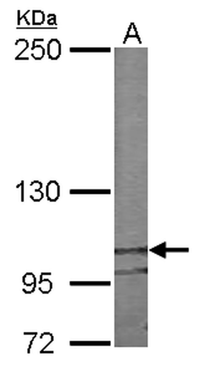 Nesprin 2 Antibody in Western Blot (WB)