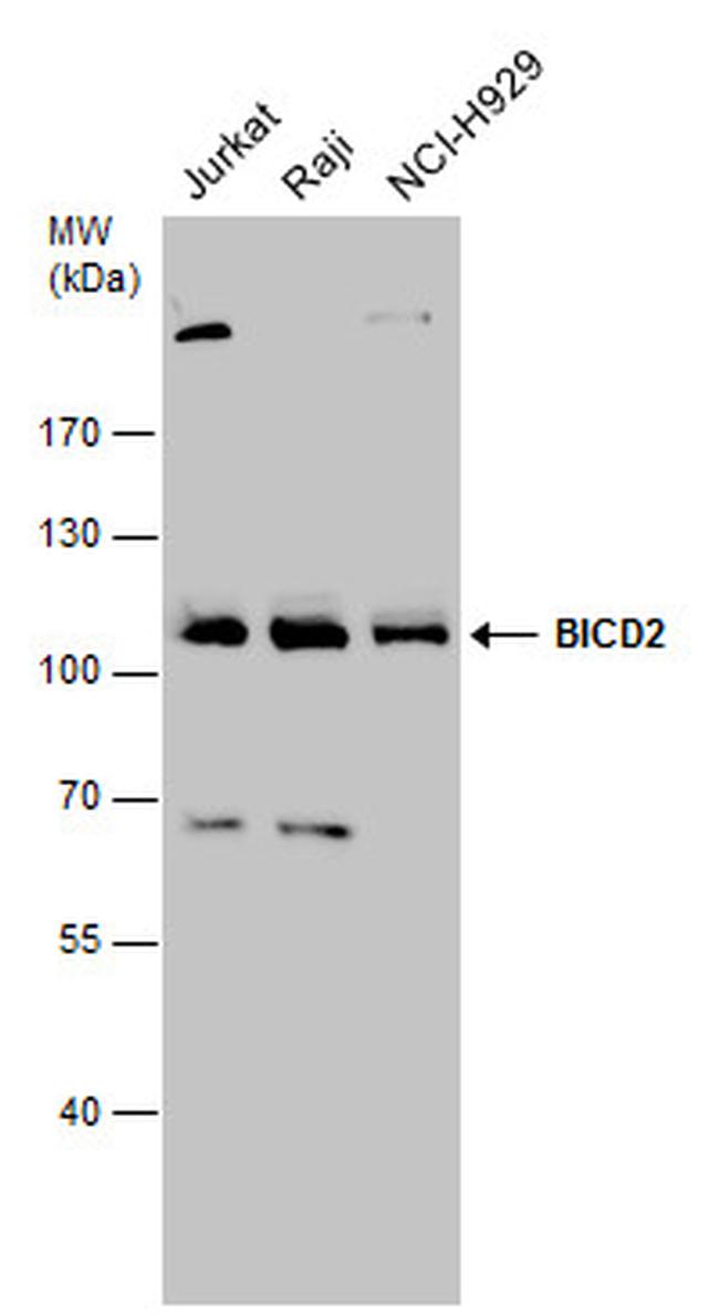 BICD2 Antibody in Western Blot (WB)