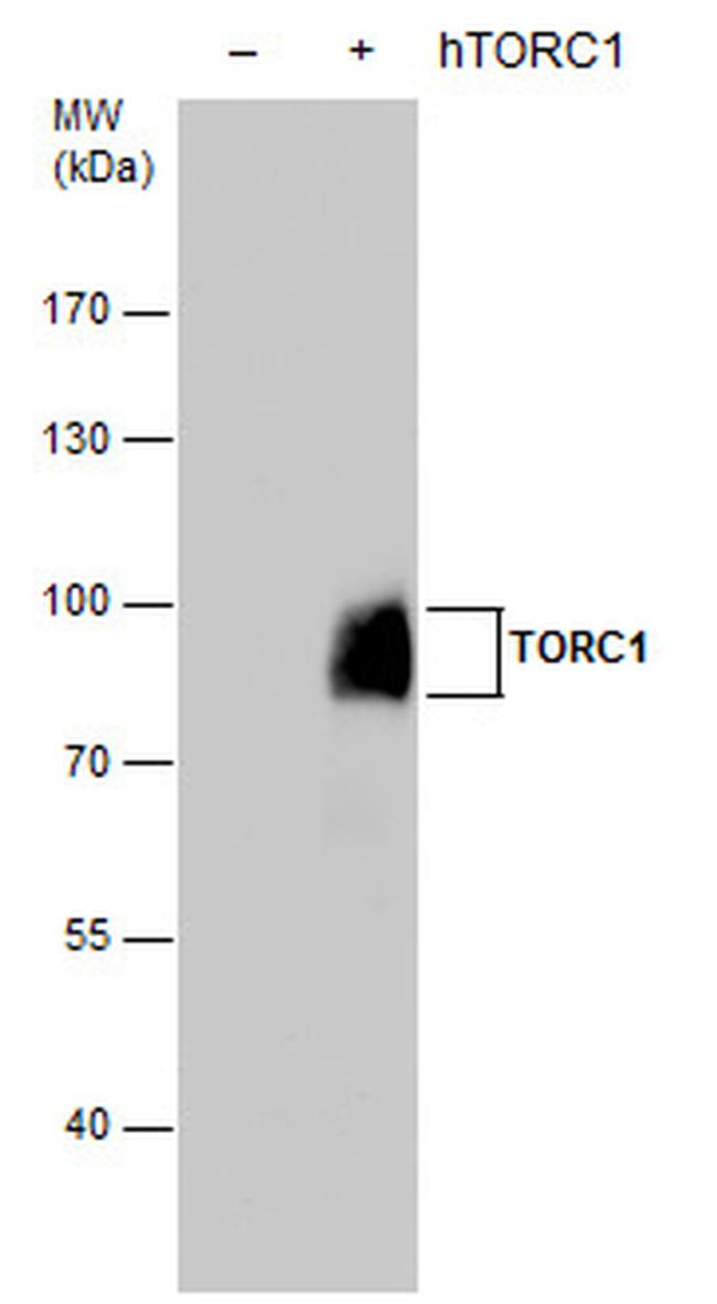 Torc1 Antibody in Western Blot (WB)