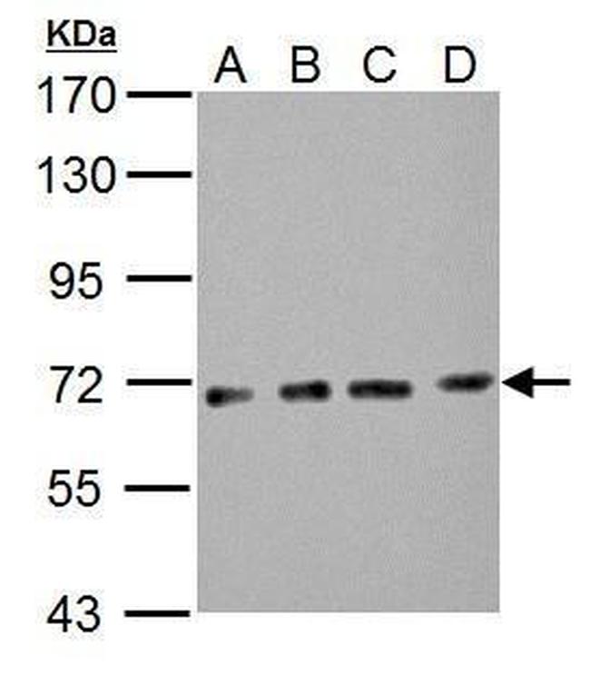 NUP62 Antibody in Western Blot (WB)