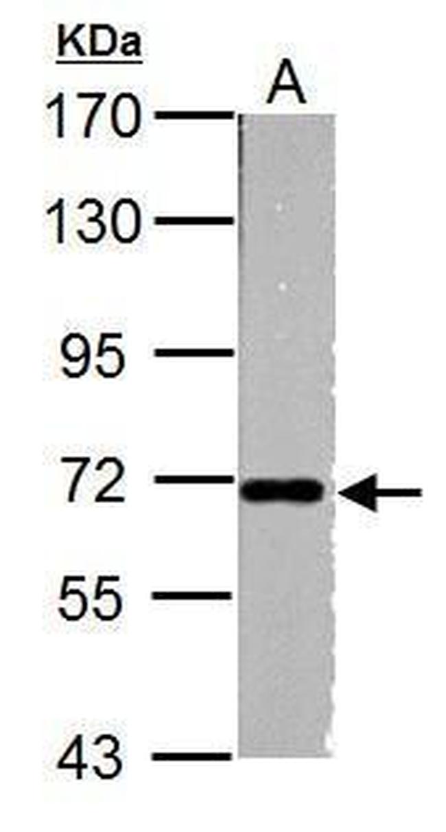 NUP62 Antibody in Western Blot (WB)