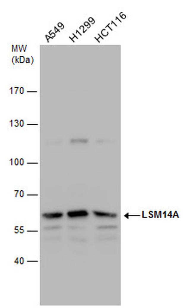 LSM14A Antibody in Western Blot (WB)