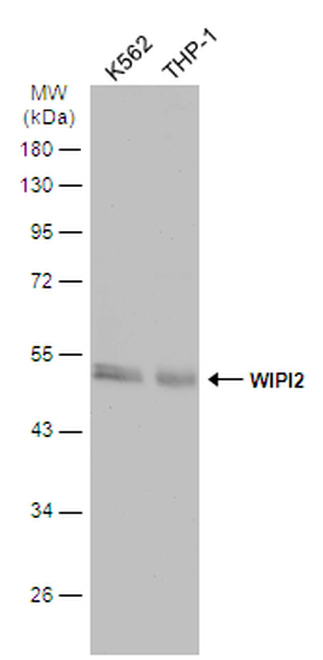 WIPI2 Antibody in Western Blot (WB)