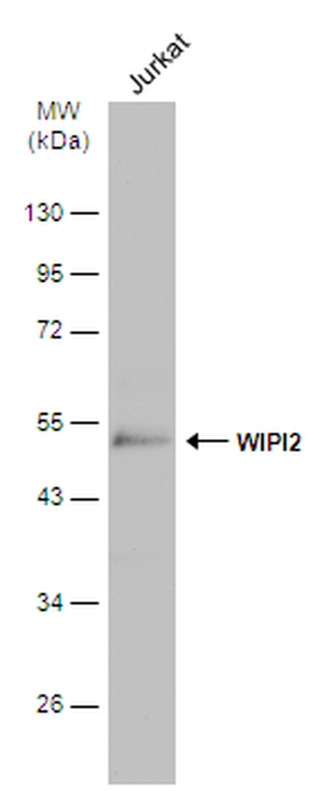 WIPI2 Antibody in Western Blot (WB)