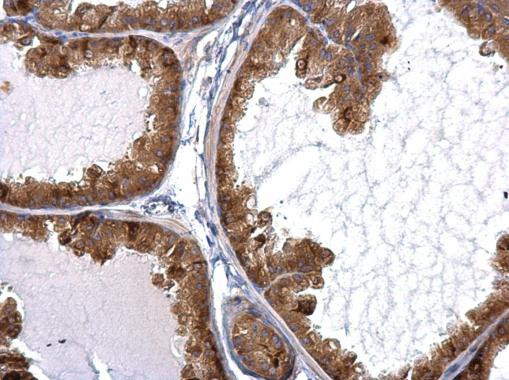 STAU2 Antibody in Immunohistochemistry (Paraffin) (IHC (P))