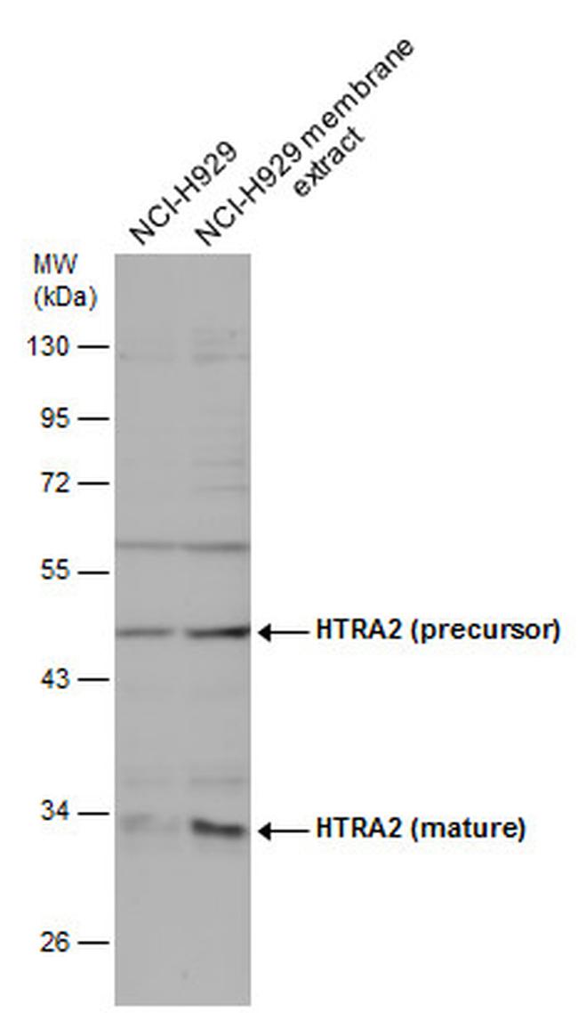 HTRA2 Antibody in Western Blot (WB)