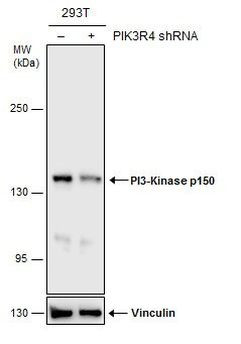 PIK3R4 Antibody