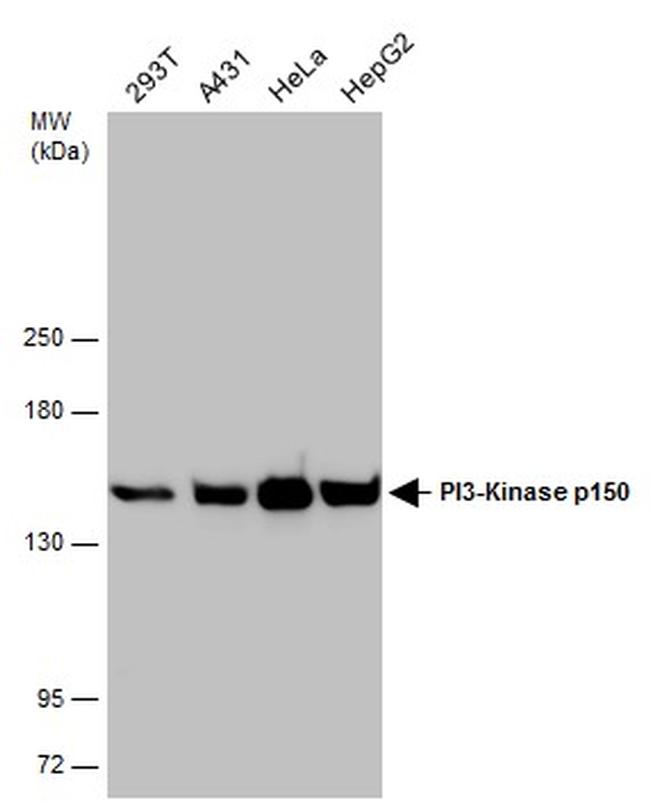 PIK3R4 Antibody in Western Blot (WB)