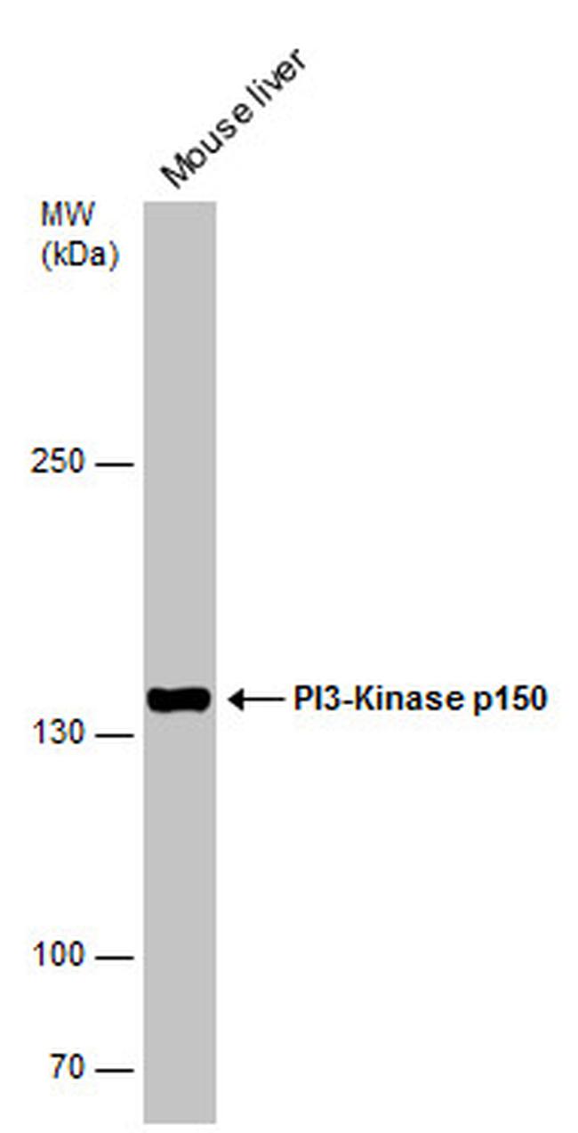 PIK3R4 Antibody in Western Blot (WB)