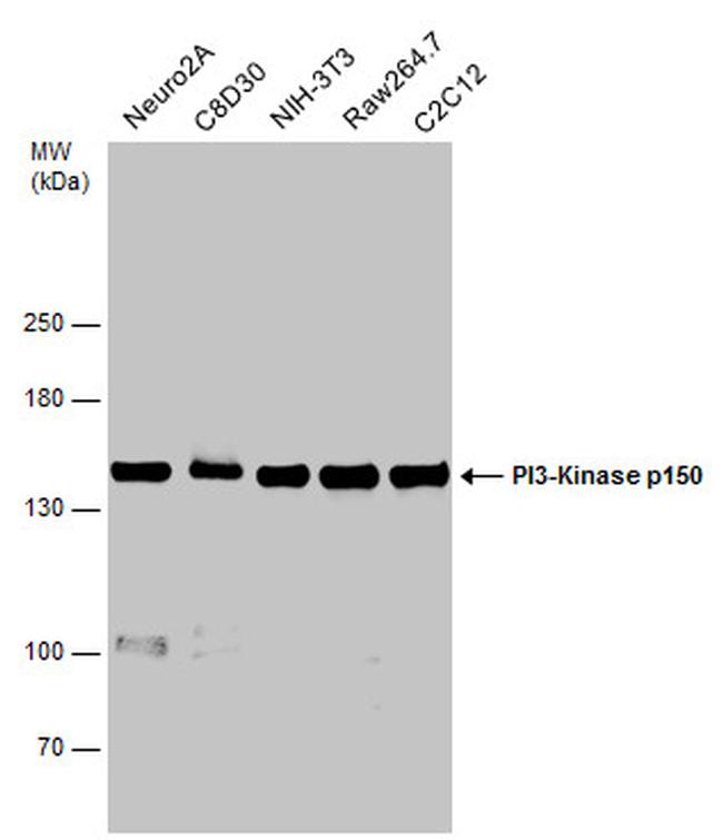 PIK3R4 Antibody in Western Blot (WB)