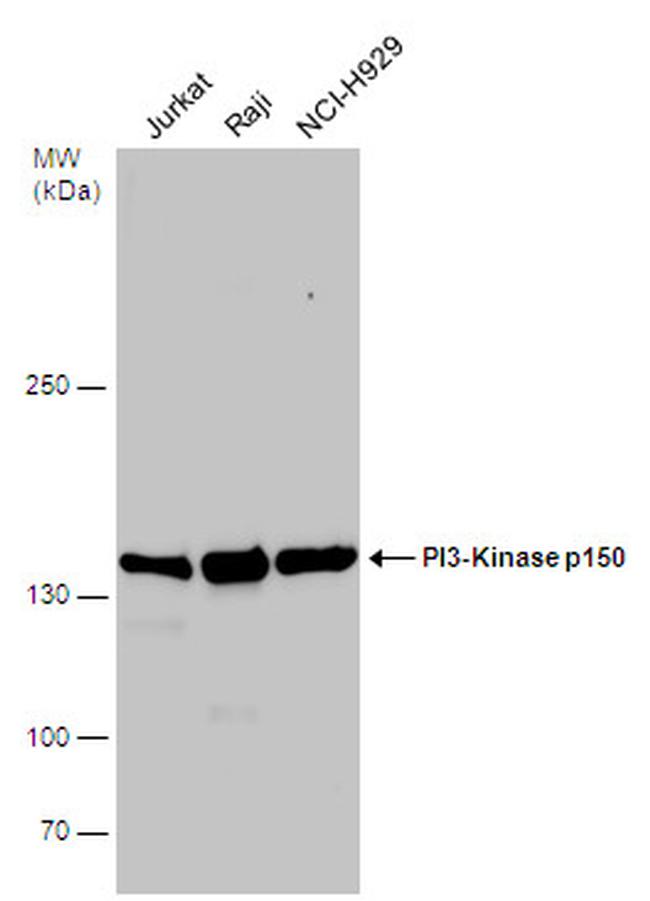 PIK3R4 Antibody in Western Blot (WB)