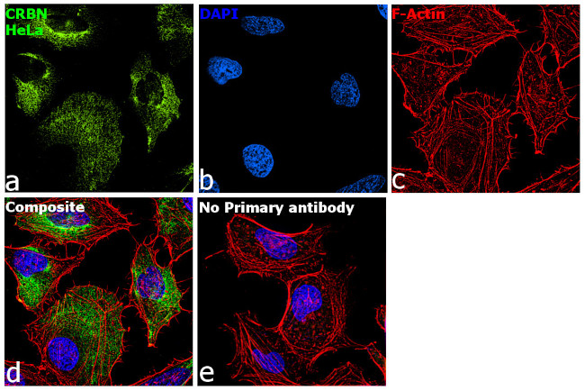 CRBN Antibody in Immunocytochemistry (ICC/IF)