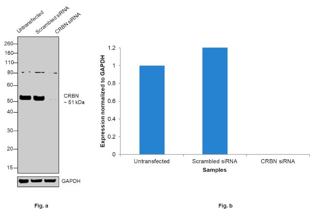 CRBN Antibody