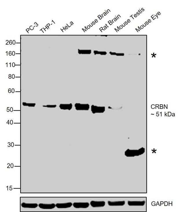 CRBN Antibody in Western Blot (WB)