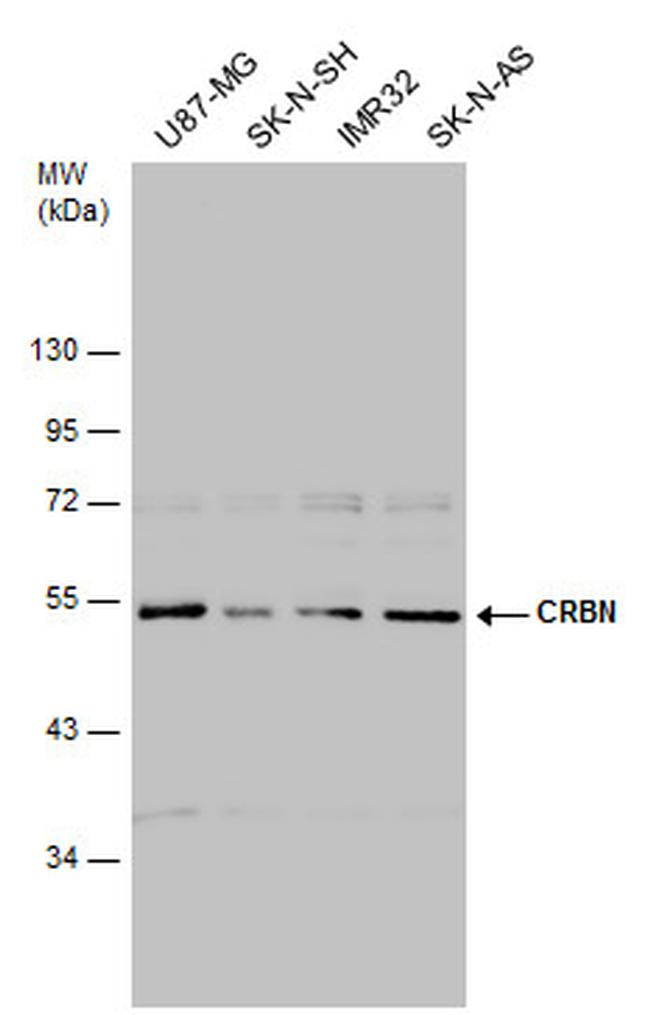 CRBN Antibody in Western Blot (WB)