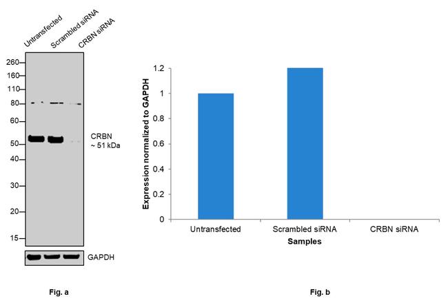 CRBN Antibody in Western Blot (WB)