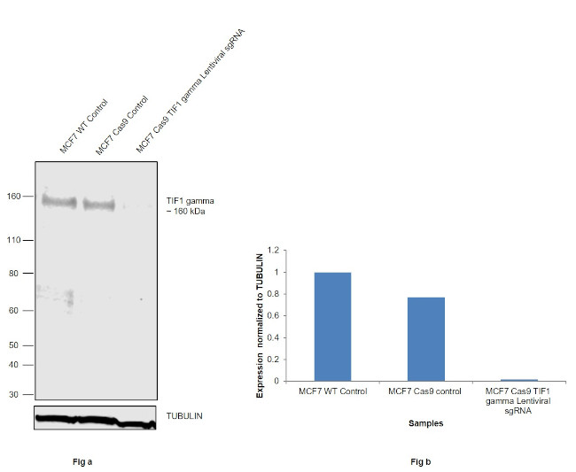 TIF1 gamma Antibody