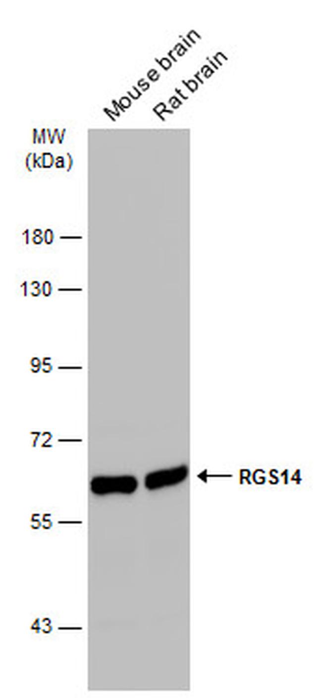 RGS14 Antibody in Western Blot (WB)