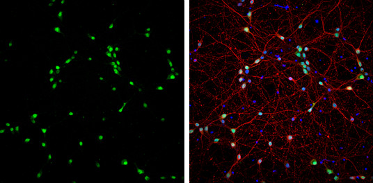 NeuN Antibody in Immunocytochemistry (ICC/IF)