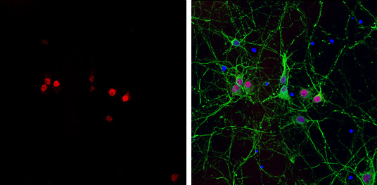 NeuN Antibody in Immunocytochemistry (ICC/IF)