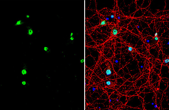 NeuN Antibody in Immunocytochemistry (ICC/IF)