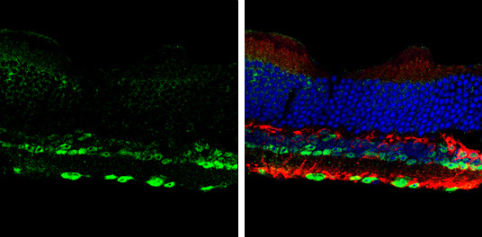 NeuN Antibody in Immunohistochemistry (Frozen) (IHC (F))