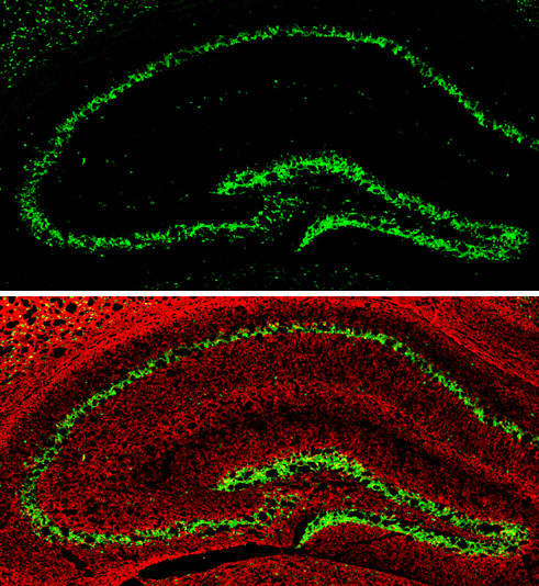 NeuN Antibody in Immunohistochemistry (Frozen) (IHC (F))