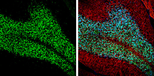 NeuN Antibody in Immunohistochemistry (Frozen) (IHC (F))