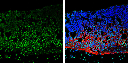 NeuN Antibody in Immunohistochemistry (Frozen) (IHC (F))