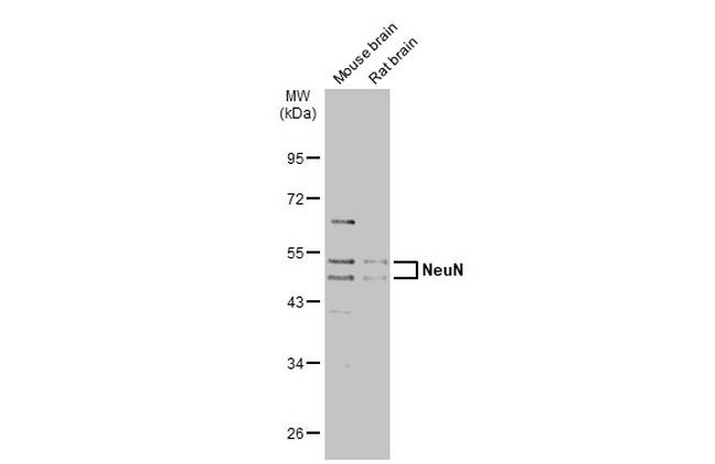 NeuN Antibody in Western Blot (WB)