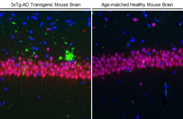 NeuN Antibody in Immunohistochemistry (Paraffin) (IHC (P))