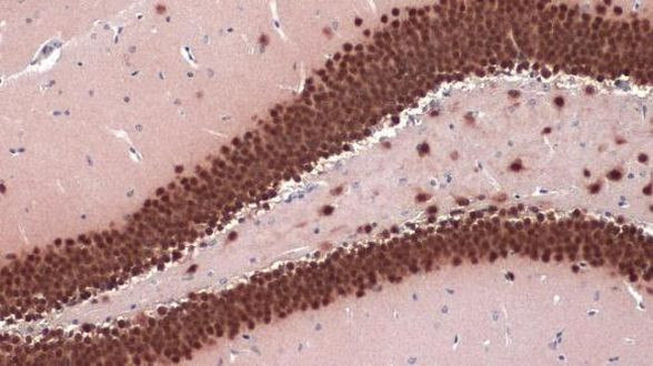 NeuN Antibody in Immunohistochemistry (Paraffin) (IHC (P))