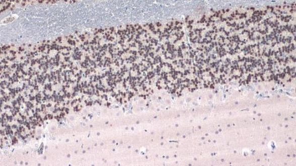 NeuN Antibody in Immunohistochemistry (Paraffin) (IHC (P))