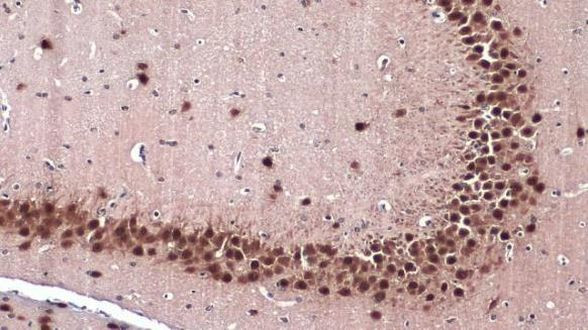 NeuN Antibody in Immunohistochemistry (Paraffin) (IHC (P))