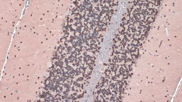 NeuN Antibody in Immunohistochemistry (Paraffin) (IHC (P))