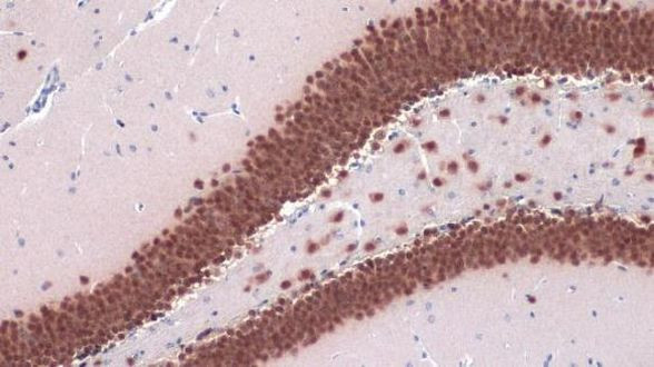 NeuN Antibody in Immunohistochemistry (Paraffin) (IHC (P))