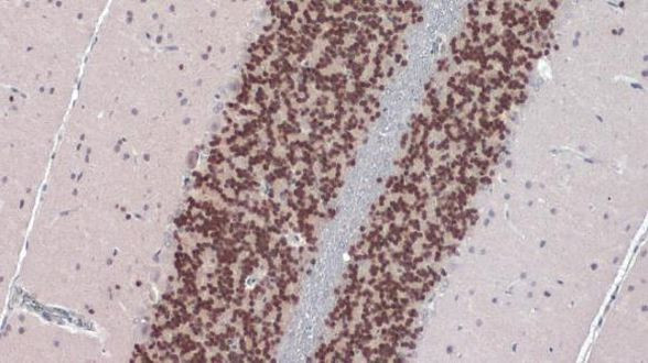 NeuN Antibody in Immunohistochemistry (Paraffin) (IHC (P))