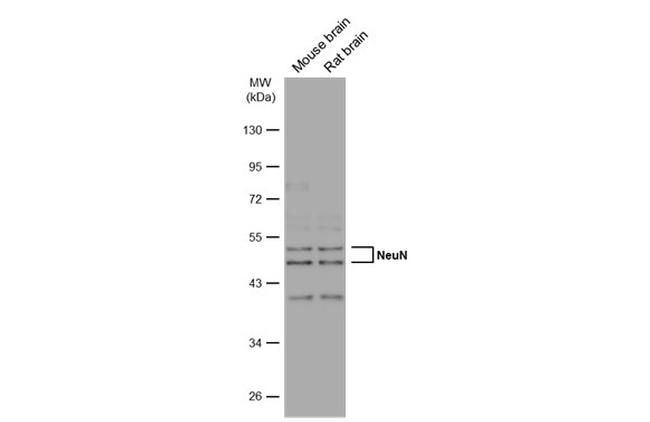 NeuN Antibody in Western Blot (WB)