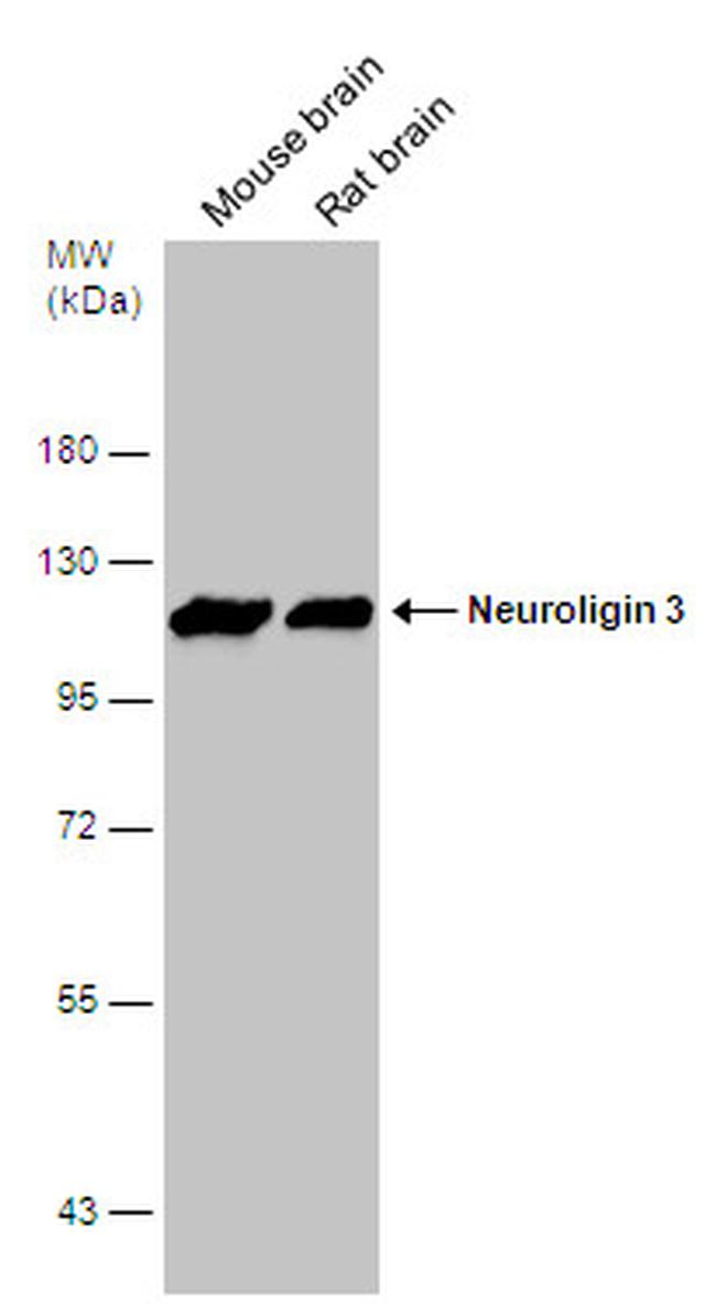 NLGN3 Antibody in Western Blot (WB)