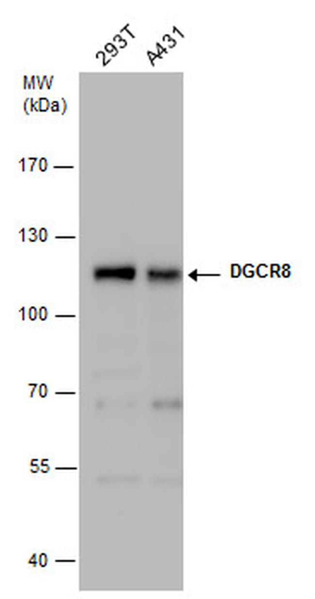 DGCR8 Antibody in Western Blot (WB)