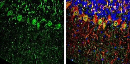 PHD2 Antibody in Immunohistochemistry (Frozen) (IHC (F))