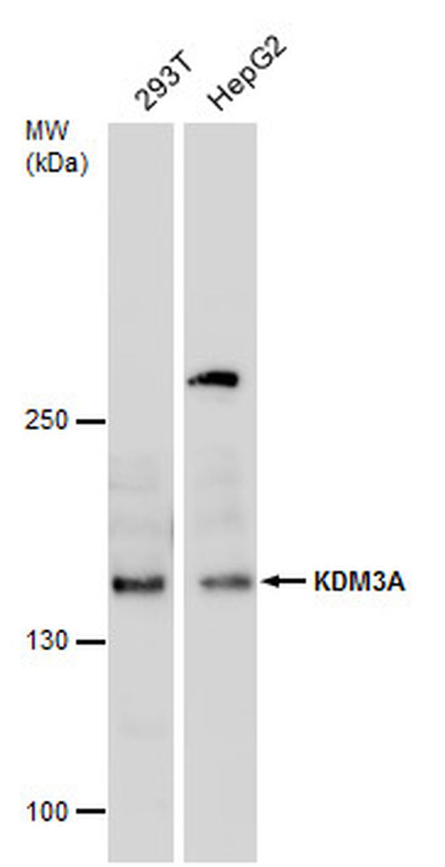 JMJD1A Antibody in Western Blot (WB)