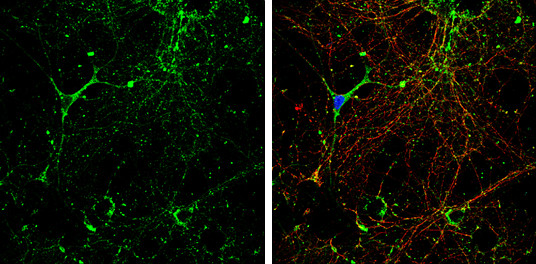 KCC2 Antibody in Immunocytochemistry (ICC/IF)