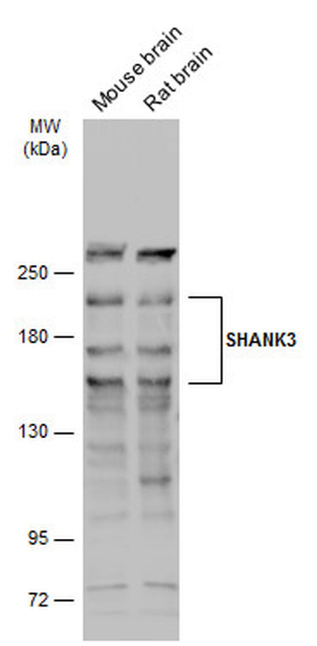 SHANK3 Antibody in Western Blot (WB)