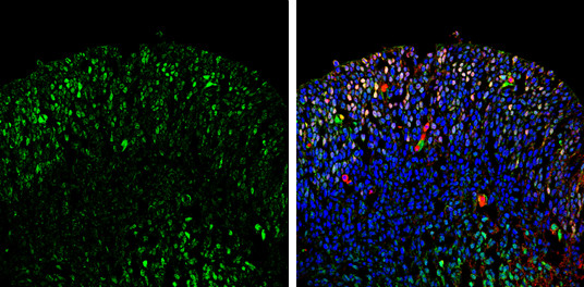 Neurogenin 2 Antibody in Immunohistochemistry (Frozen) (IHC (F))