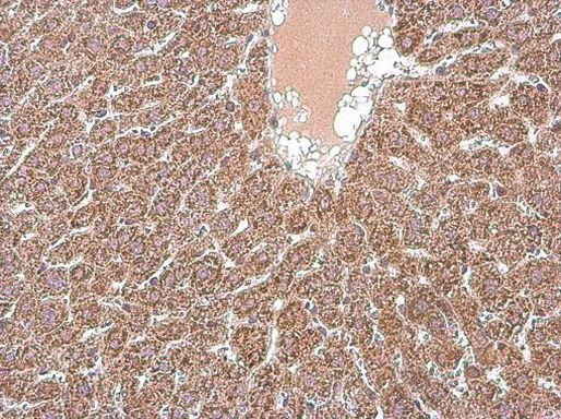 MFN1 Antibody in Immunohistochemistry (Paraffin) (IHC (P))